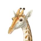 Giraffe_140x140_crop_center