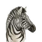 Zebra_140x140_crop_center